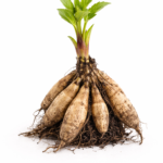 Цибулина жоржиши