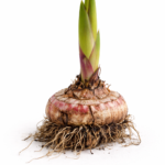 Цибулина гладіолусу