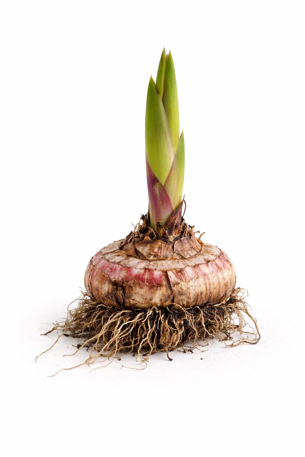 ChatGPT Image 8 лют. 2026 р., 19_37_45 Цибулина гладіолусу - Зображення 1