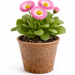 Маргаритка