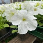 Петунія кущова Біла (Дорощений кущик)