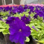 Петунія кущова темно-фіолетова (дорощений кущик)